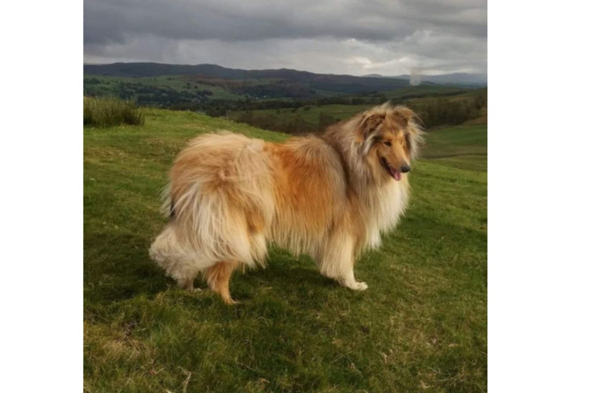 Alfie, star of the show at Wheatlands Lodge!